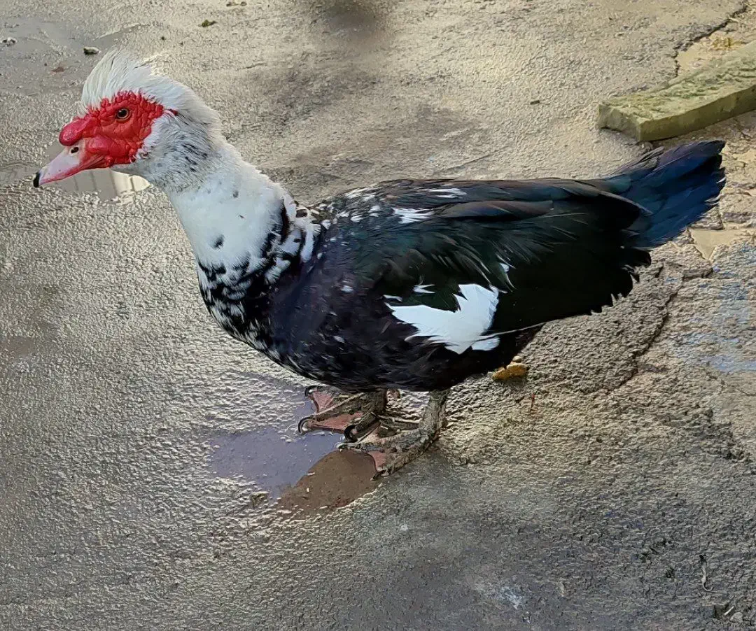 اردک|حیوانات مزرعه|رزن, |دیوار