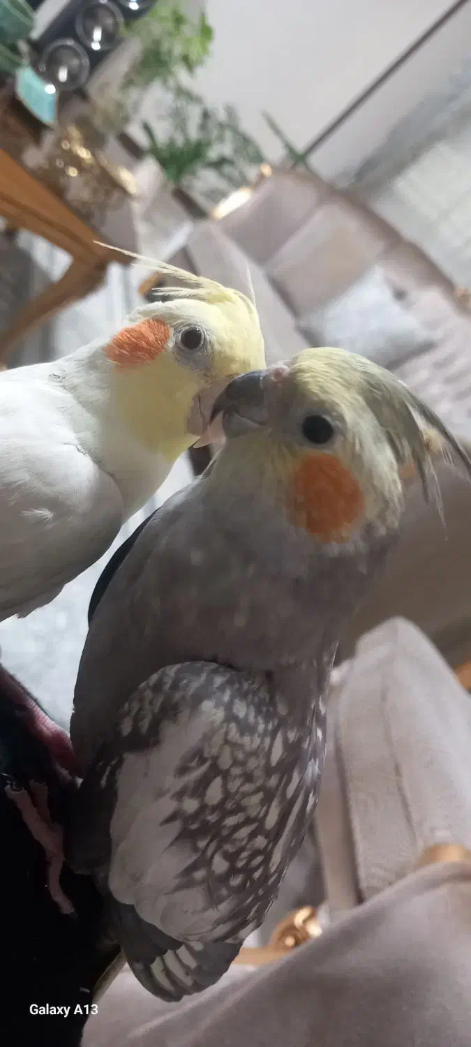 یک جفت عروس هلندی|پرنده|پردیس, فاز ۸|دیوار