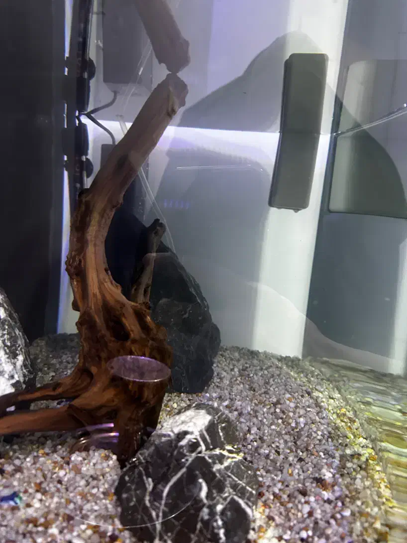 آکواریوم|ماهی|فردیس, فرامرزیه|دیوار