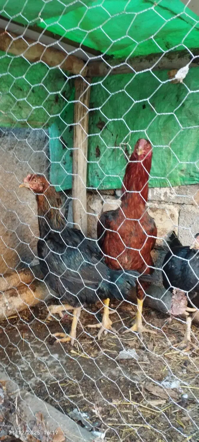 مرغ و خروس|پرنده|مشگین شهر, |دیوار