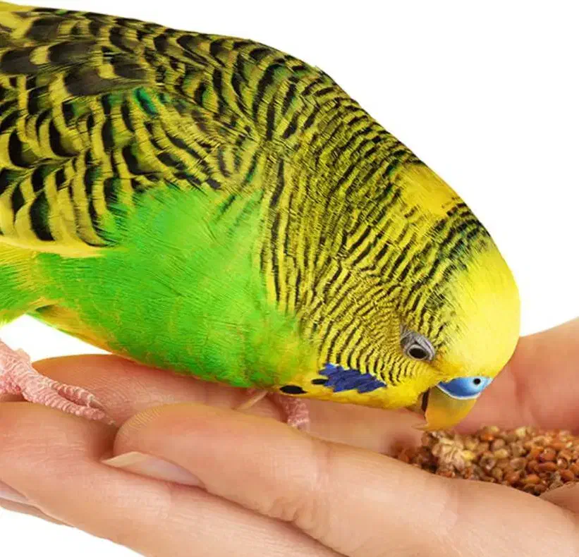 مرغ عشق نر|پرنده|شاهینشهر, شهرک گلدیس|دیوار