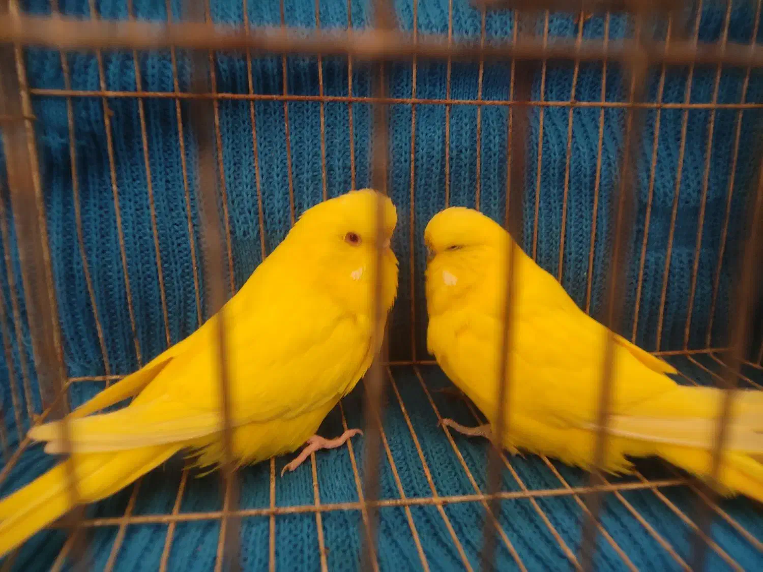 مرغ عشق انگلیسی|پرنده|بابل, |دیوار