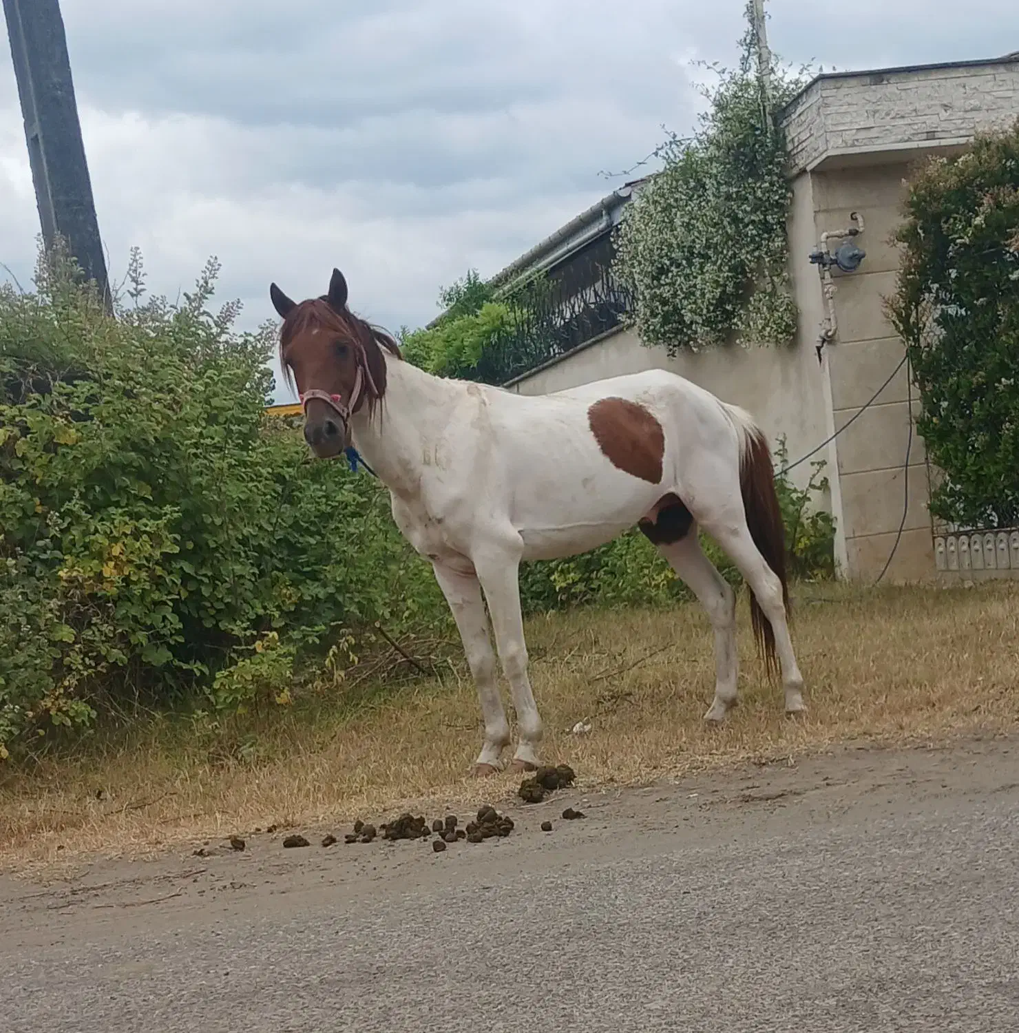 اسب سال ۷ سواری و باری|اسب و تجهیزات اسبسواری|چاف و چمخاله, |دیوار