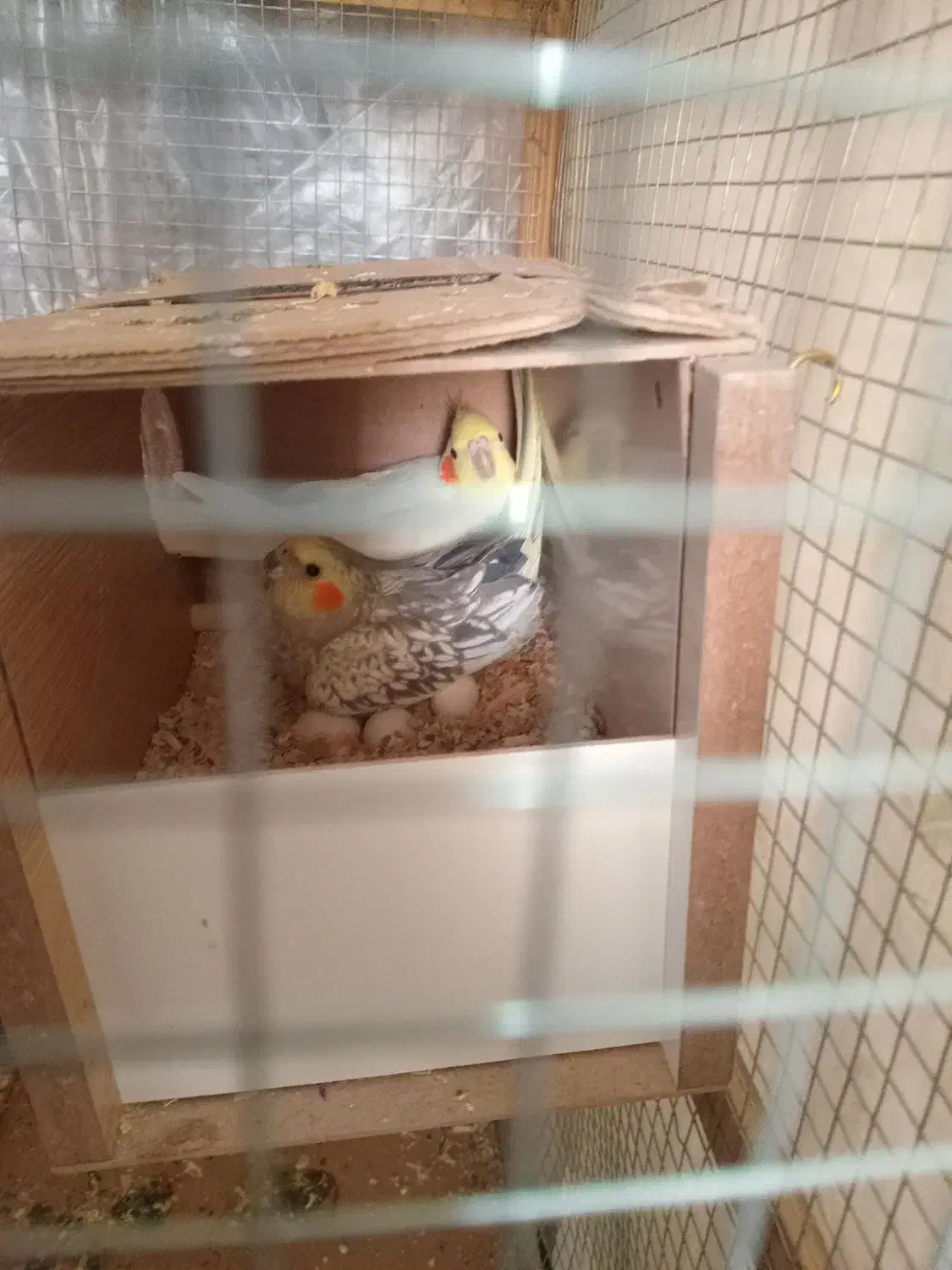 نرماده عروس هلندی|پرنده|کرمان, |دیوار