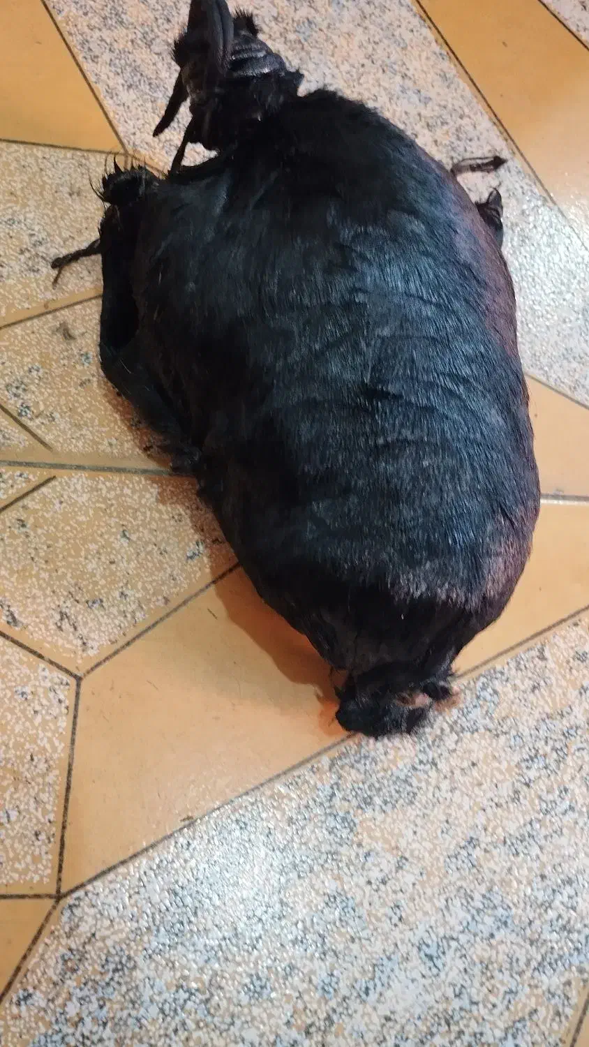 خیک لری|عمده‌فروشی|دزفول, |دیوار