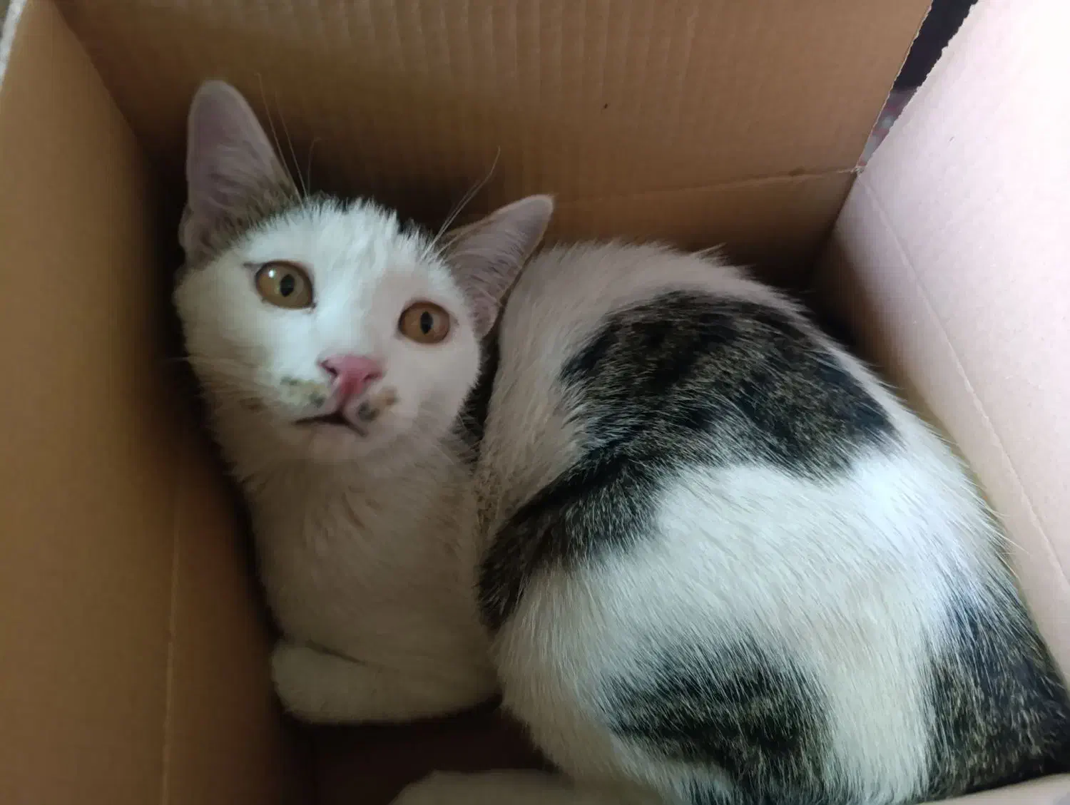 واگذاری رایگان گربه|گربه|فسا, |دیوار