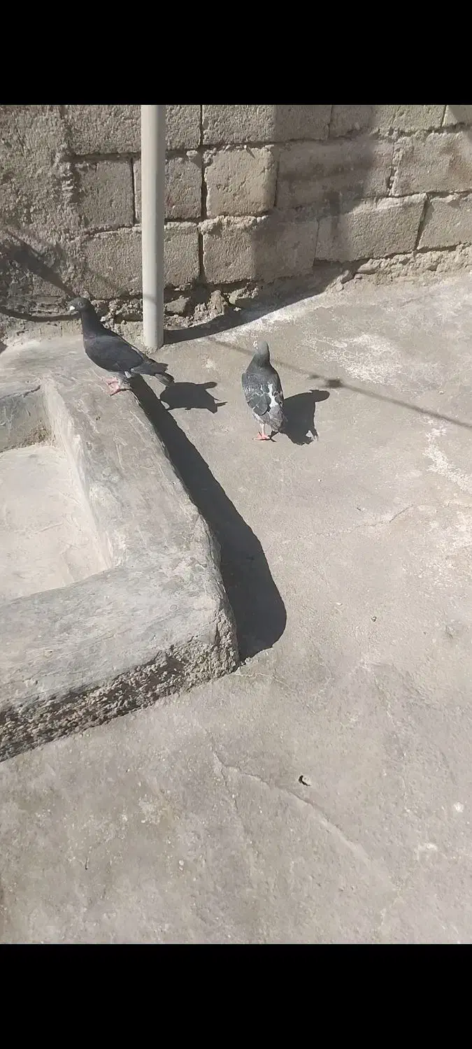 کبوتر سنگی|پرنده|سراوان, |دیوار