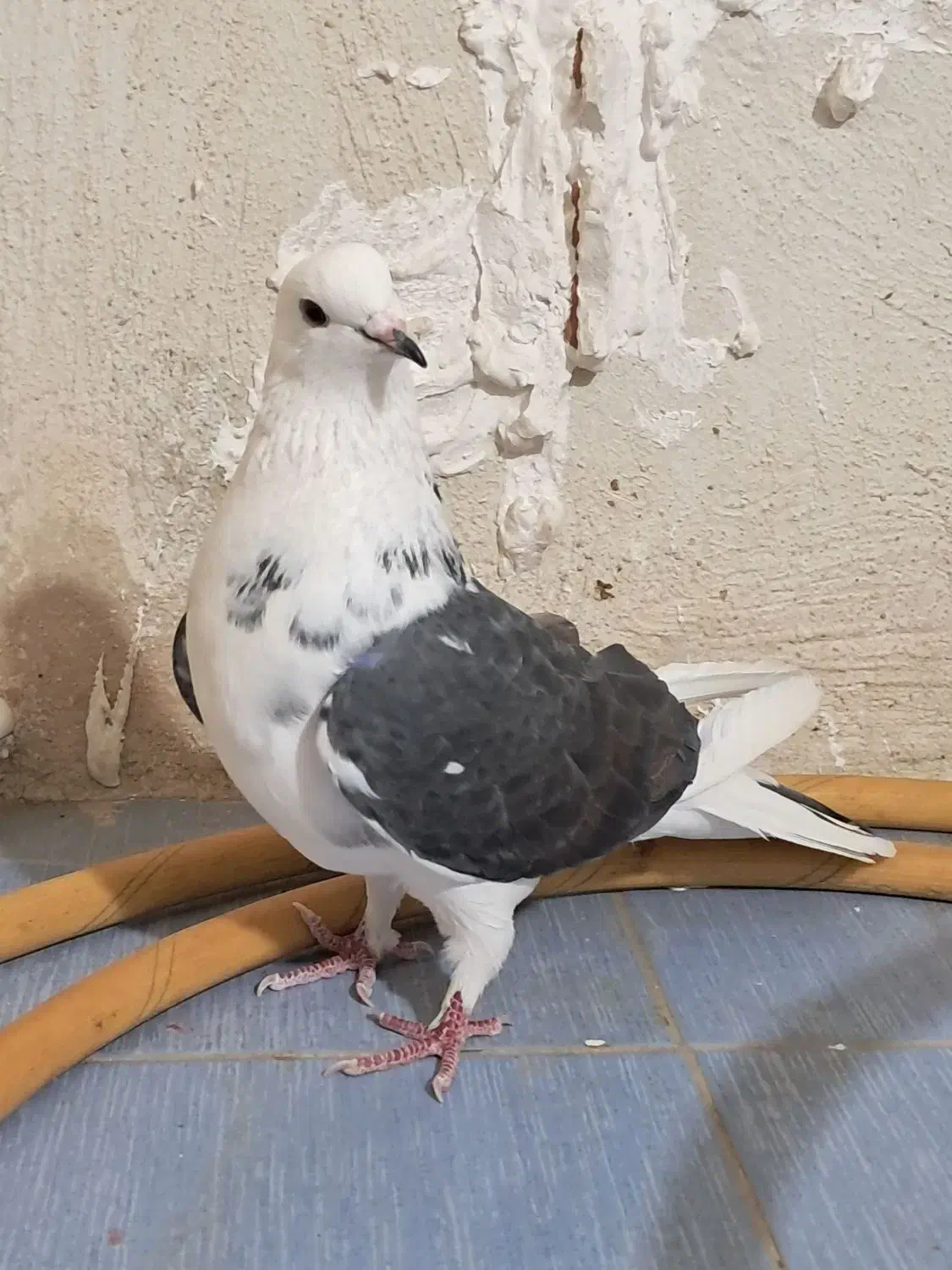 طوقی ماده|پرنده|اردبیل, |دیوار