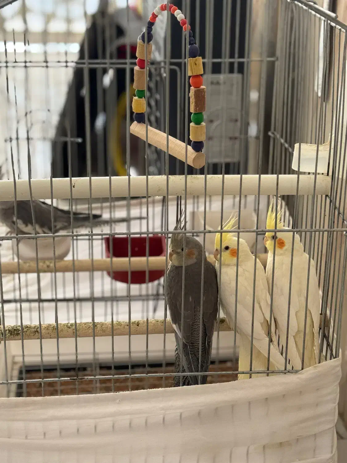 عروس هلندی|پرنده|کبودرآهنگ, |دیوار