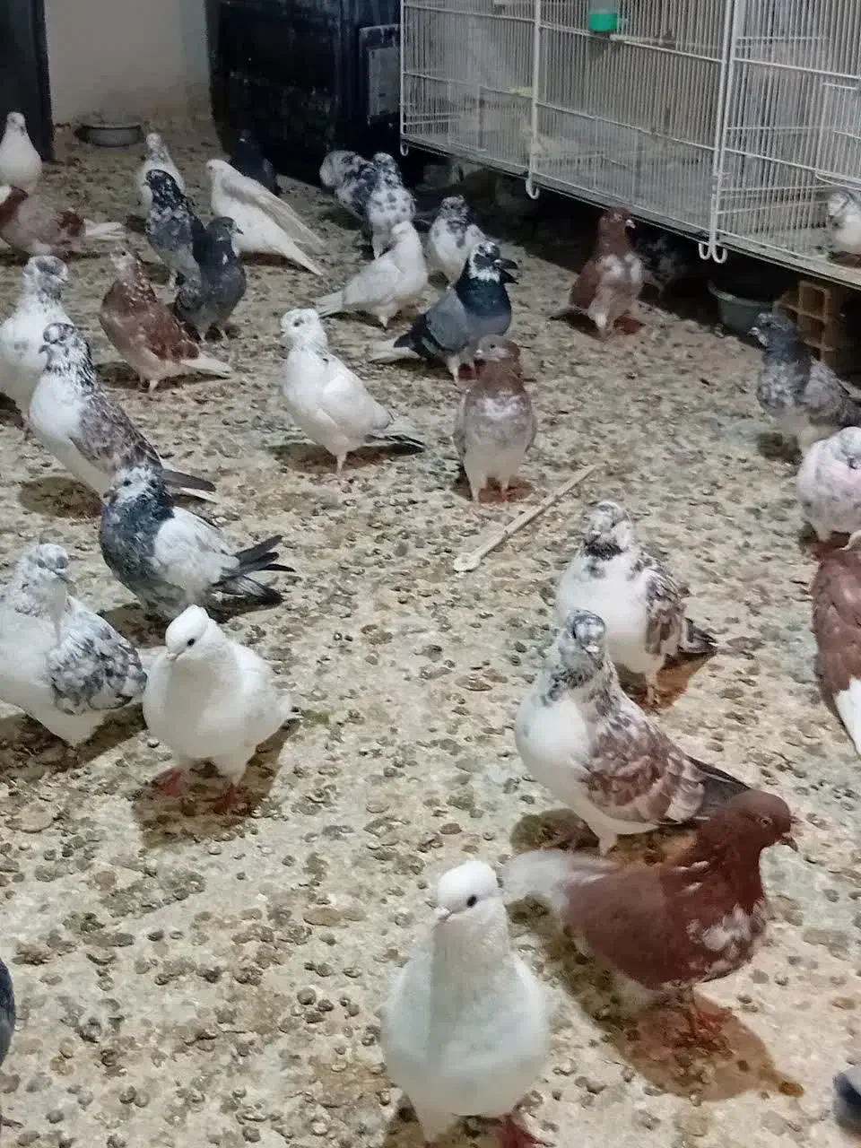 کبوتر تهرانی.کفتر|پرنده|شاهرود, |دیوار