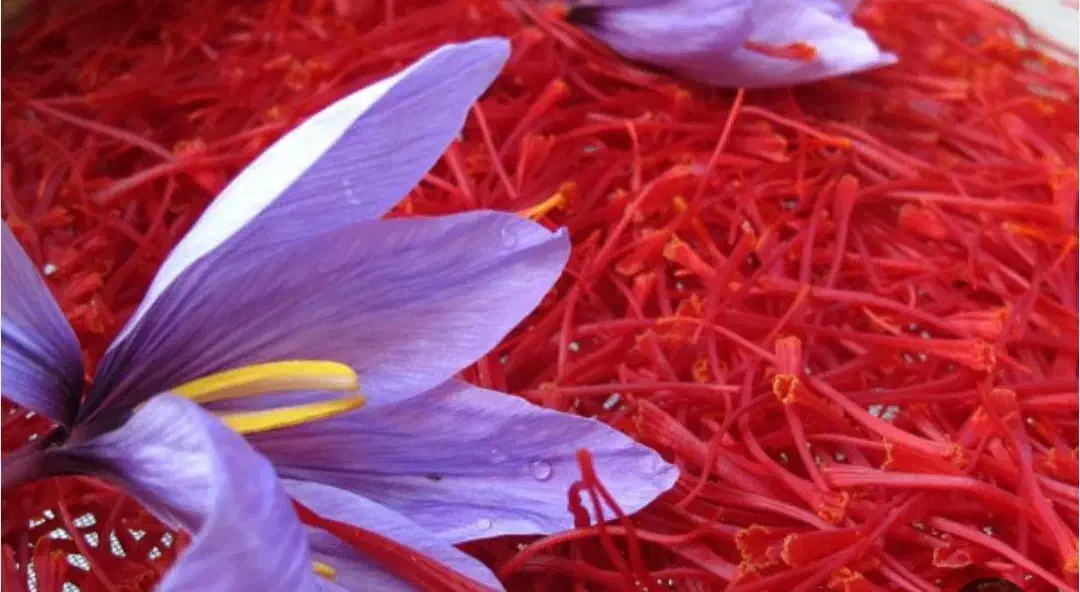 زعفران|خوردنی و آشامیدنی|فریمان, |دیوار