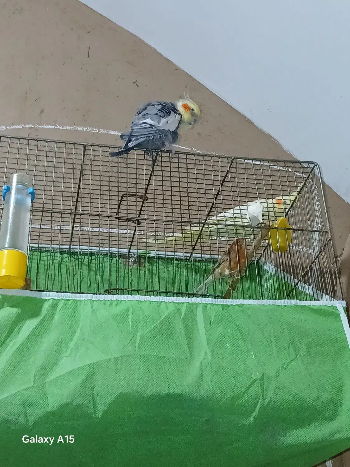 یک جفت عاروس هلندی|پرنده|اردکان, |دیوار