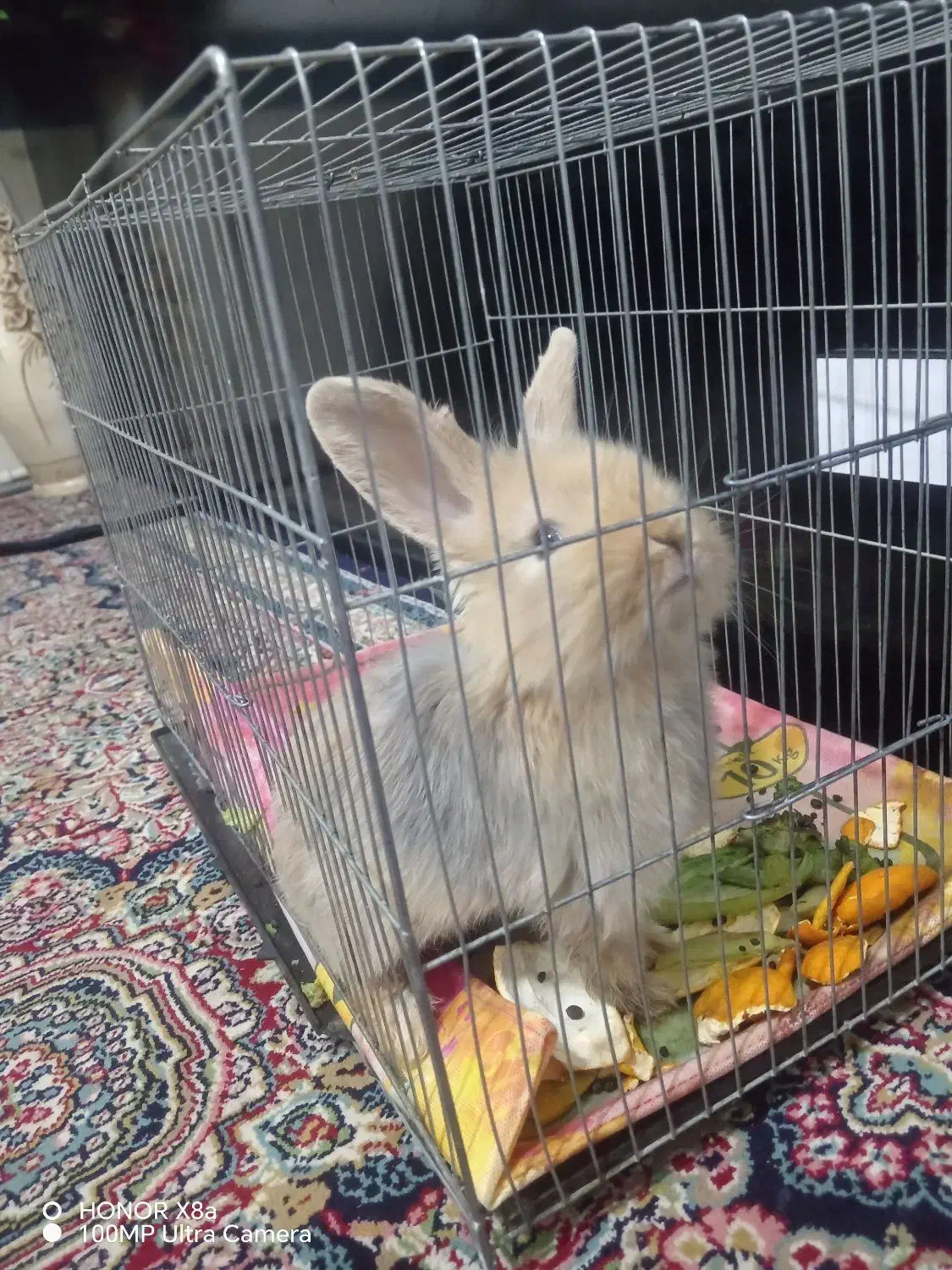 بچه خرگوش لوپ ملوس|موش و خرگوش|سبزوار, قدس|دیوار