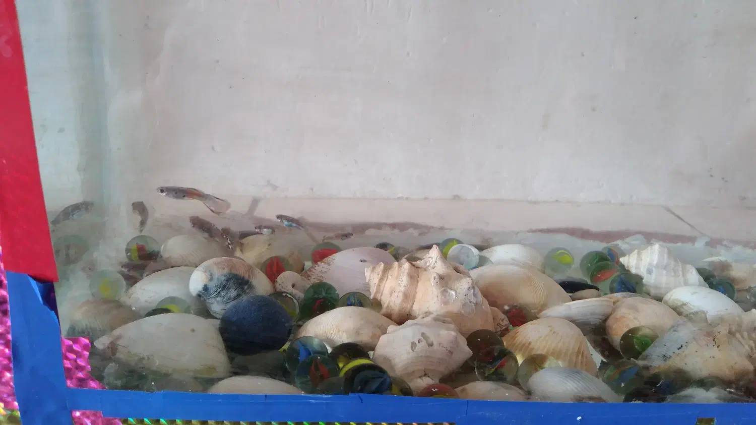 اواریوم با۴۳ ماهی ۲۷در ۱۸|ماهی|ماهان, |دیوار