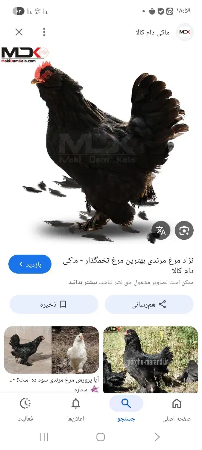 فروش تخم مرغ مرندی و لاکننزی|حیوانات مزرعه|کرمان, |دیوار