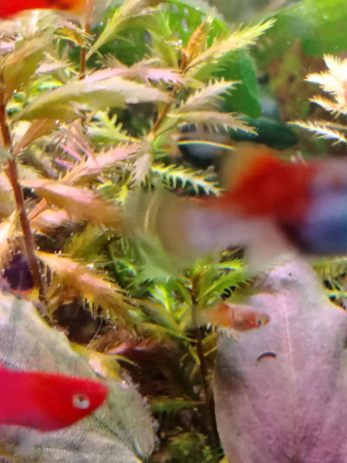 انواع گیاهان پلنت|ماهی|اصفهان, قلعه طبره|دیوار