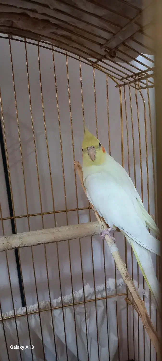 عروس هلندی|پرنده|کنگاور, |دیوار