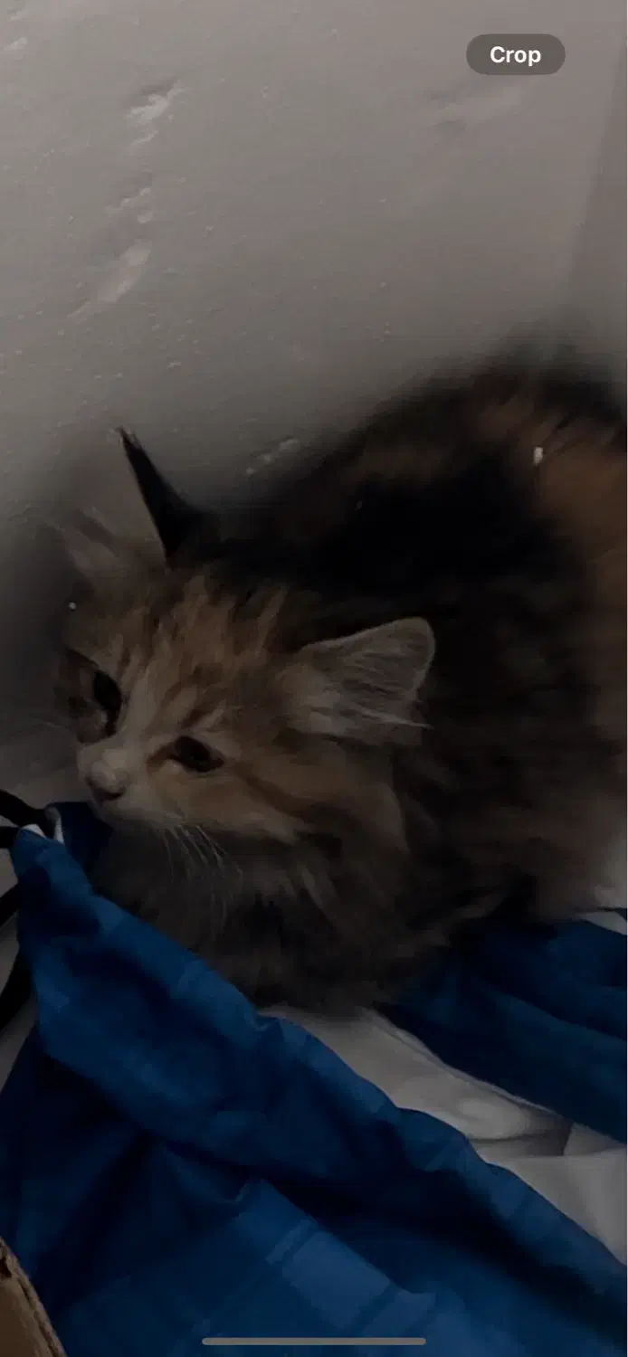 گربه بدبخت|گربه|تهران, باغ فیض|دیوار