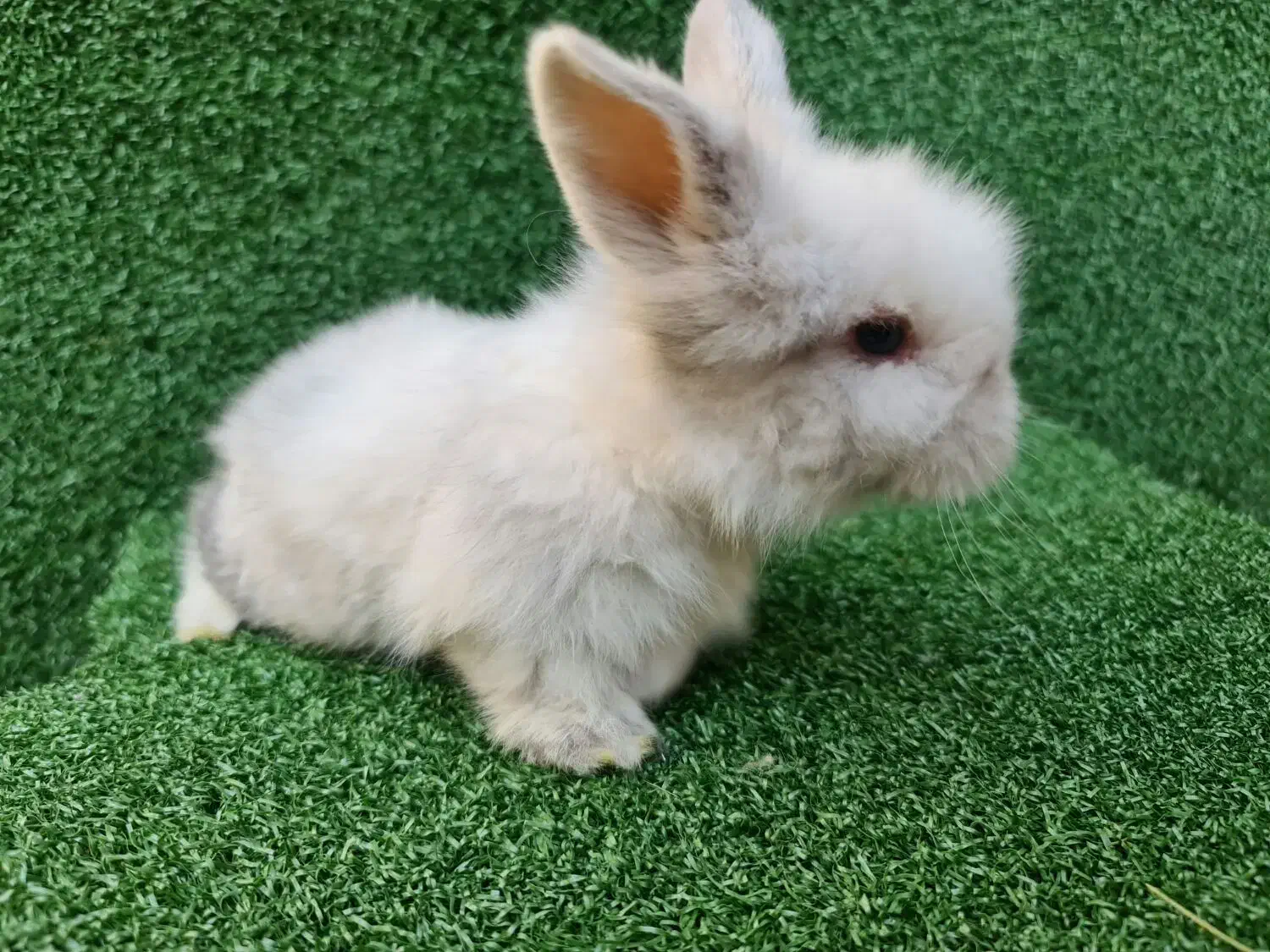 خرگوش لوپ اصیل هلندی از بهترین نژاد|موش و خرگوش|ساری, |دیوار