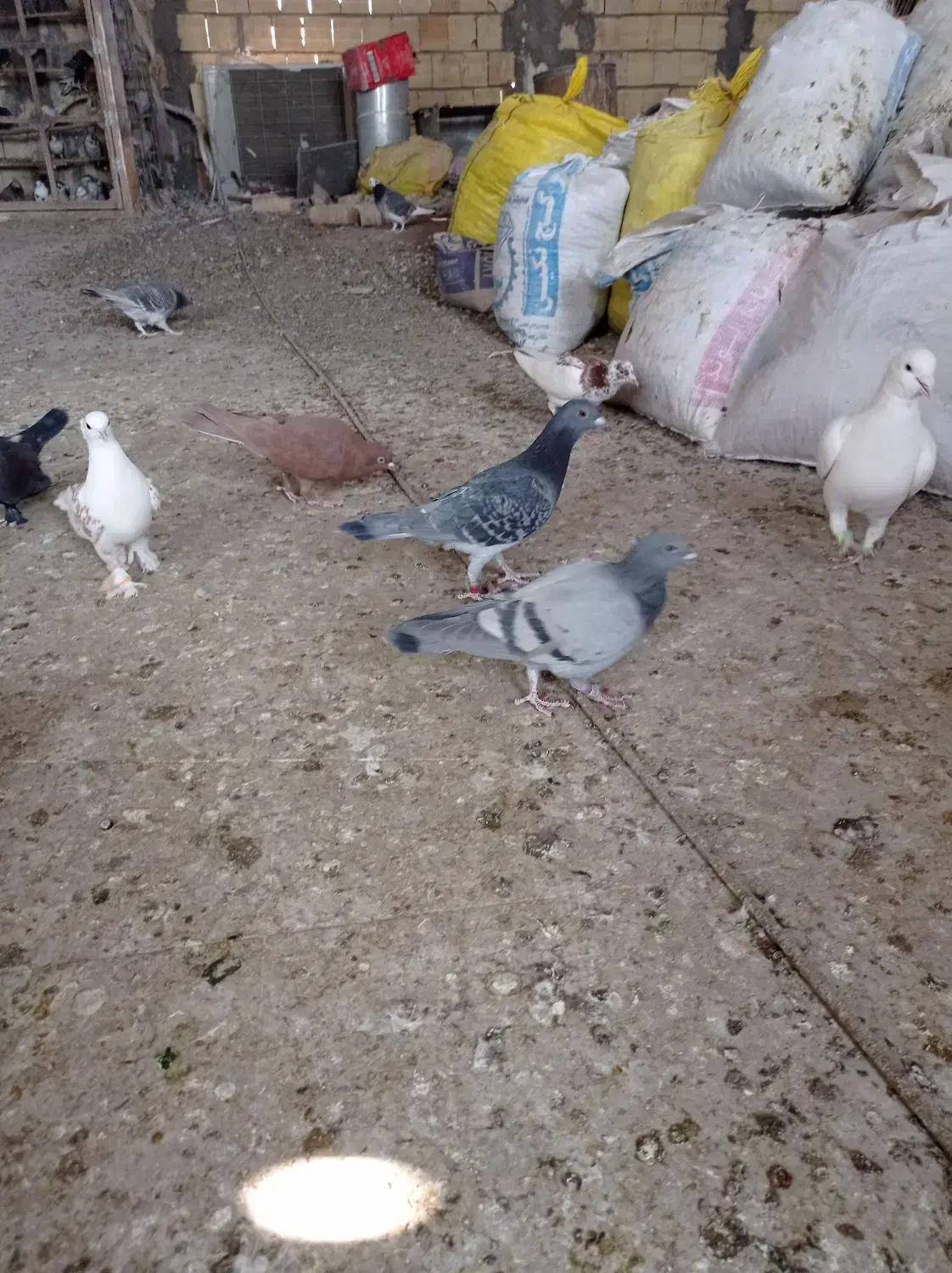 کبوتر سینه ای رواعب پلاکی دم سفید|پرنده|قم, سرحوض|دیوار