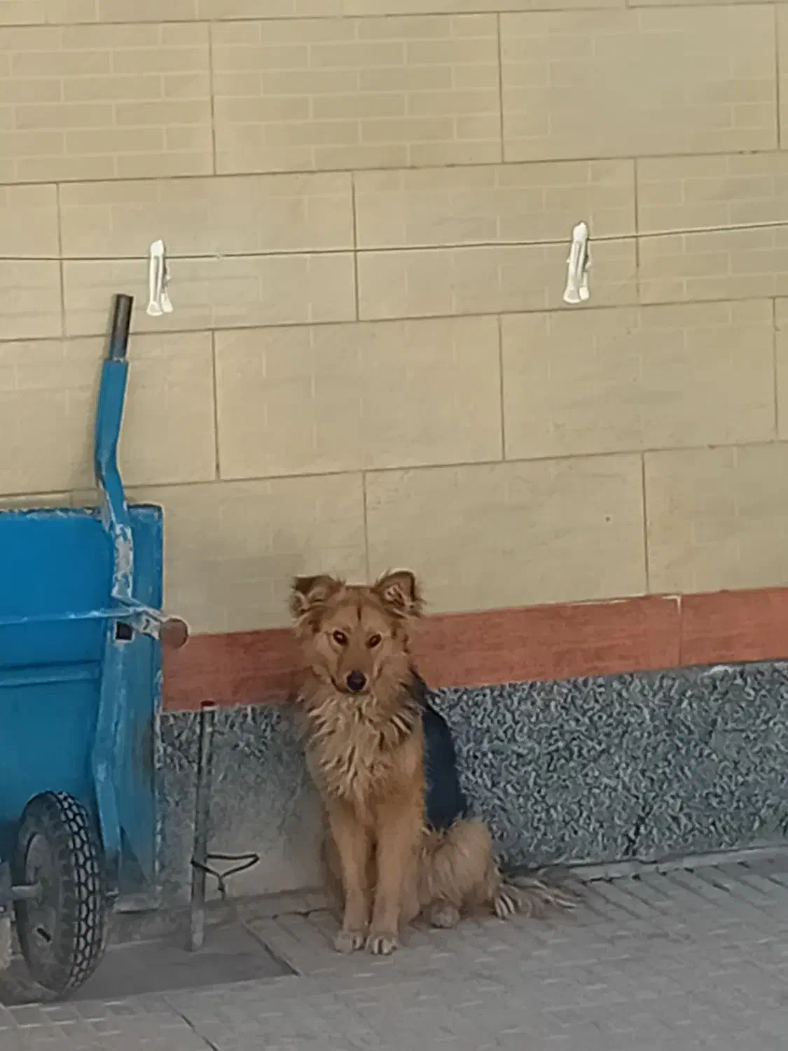 سگ نگهبان|سگ|مبارکه, |دیوار