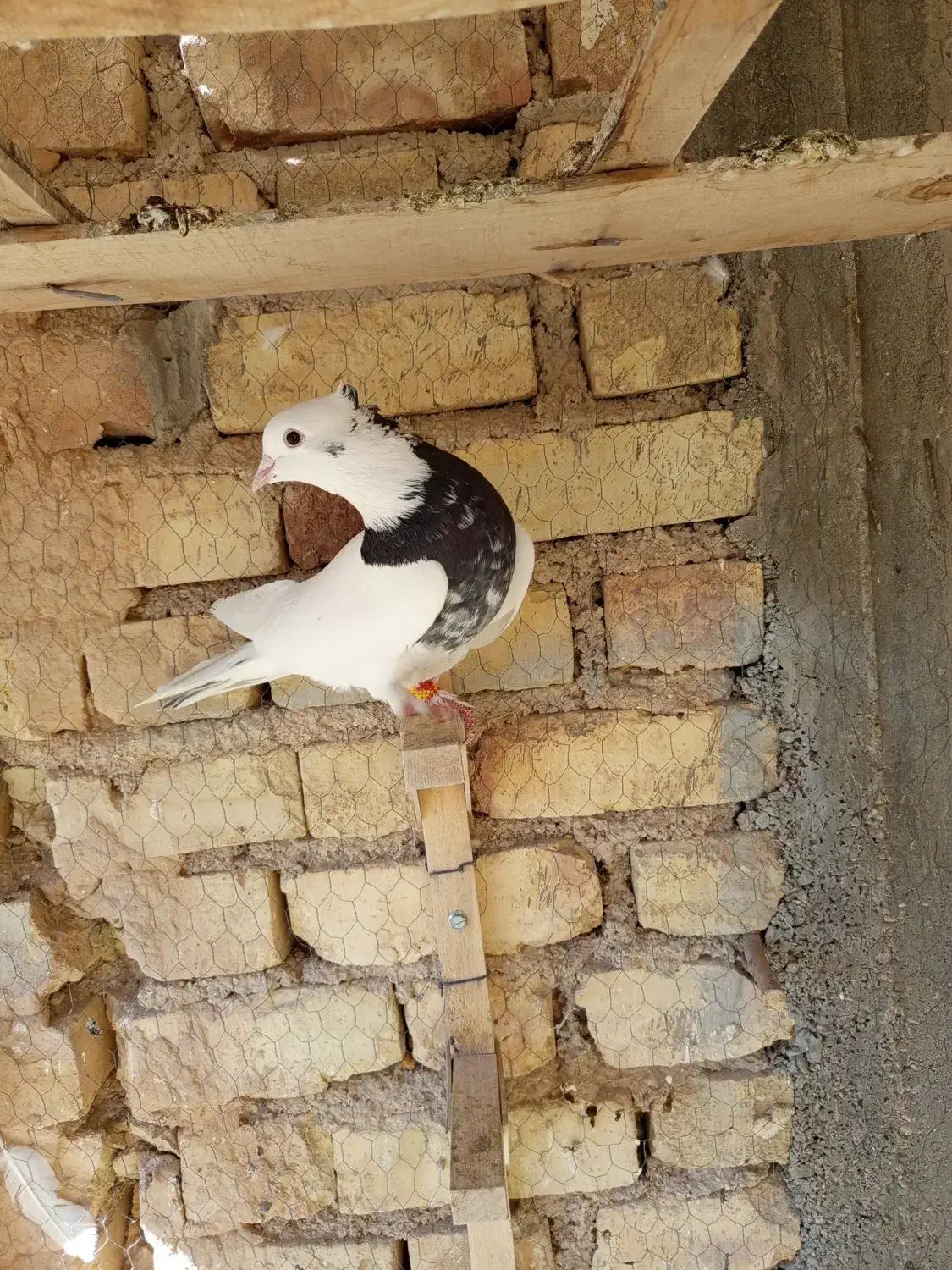 کبوتر طوقی|پرنده|استهبان, |دیوار