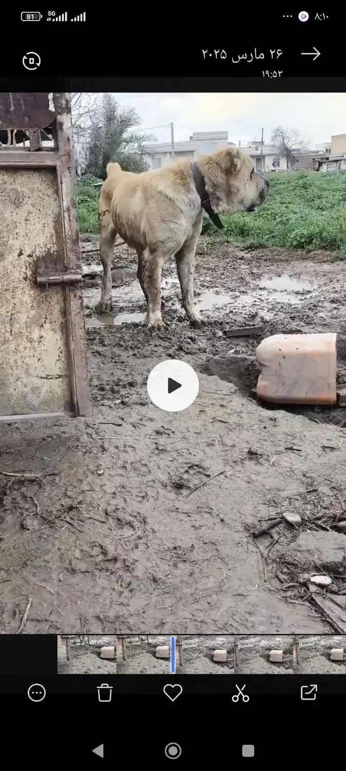 توله سرابی|سگ|محمدشهر, محمدشهر|دیوار