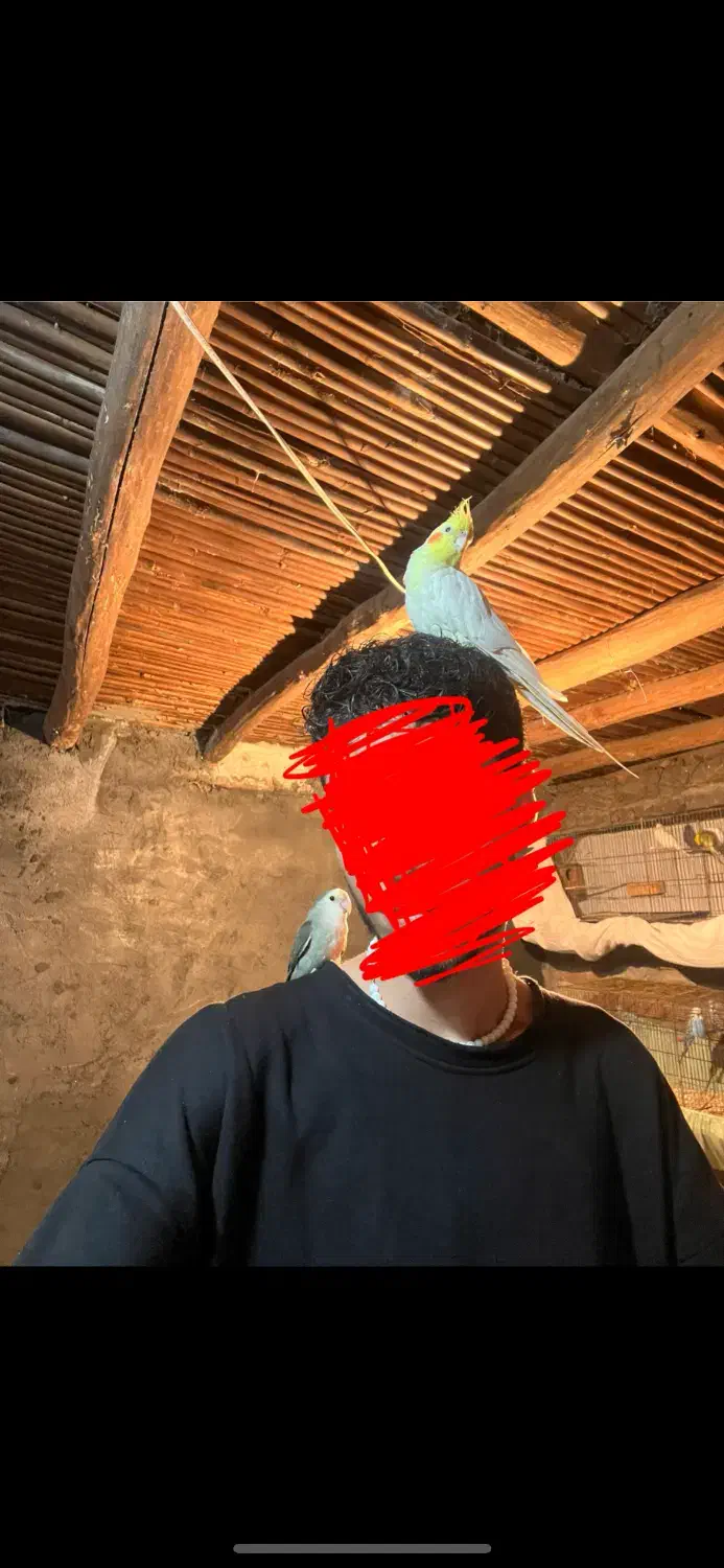 طوطی کوتوله برزیلی رام و دستی|پرنده|قائم‌شهر, |دیوار