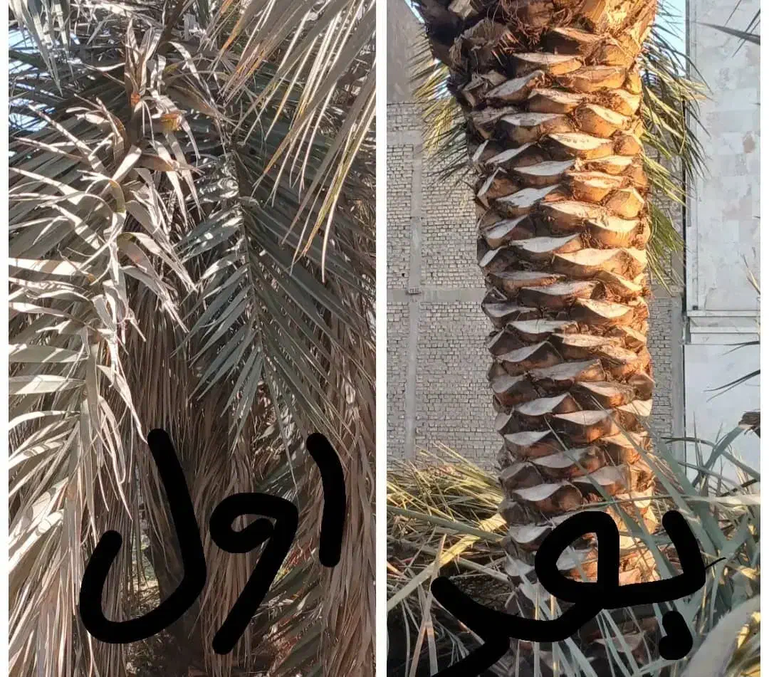 بریدن نخل قطع نخل حرس نخل سمپاشی  در آوردن ریش نخل|خدمات باغبانی و درختکاری|اهواز, نادری|دیوار