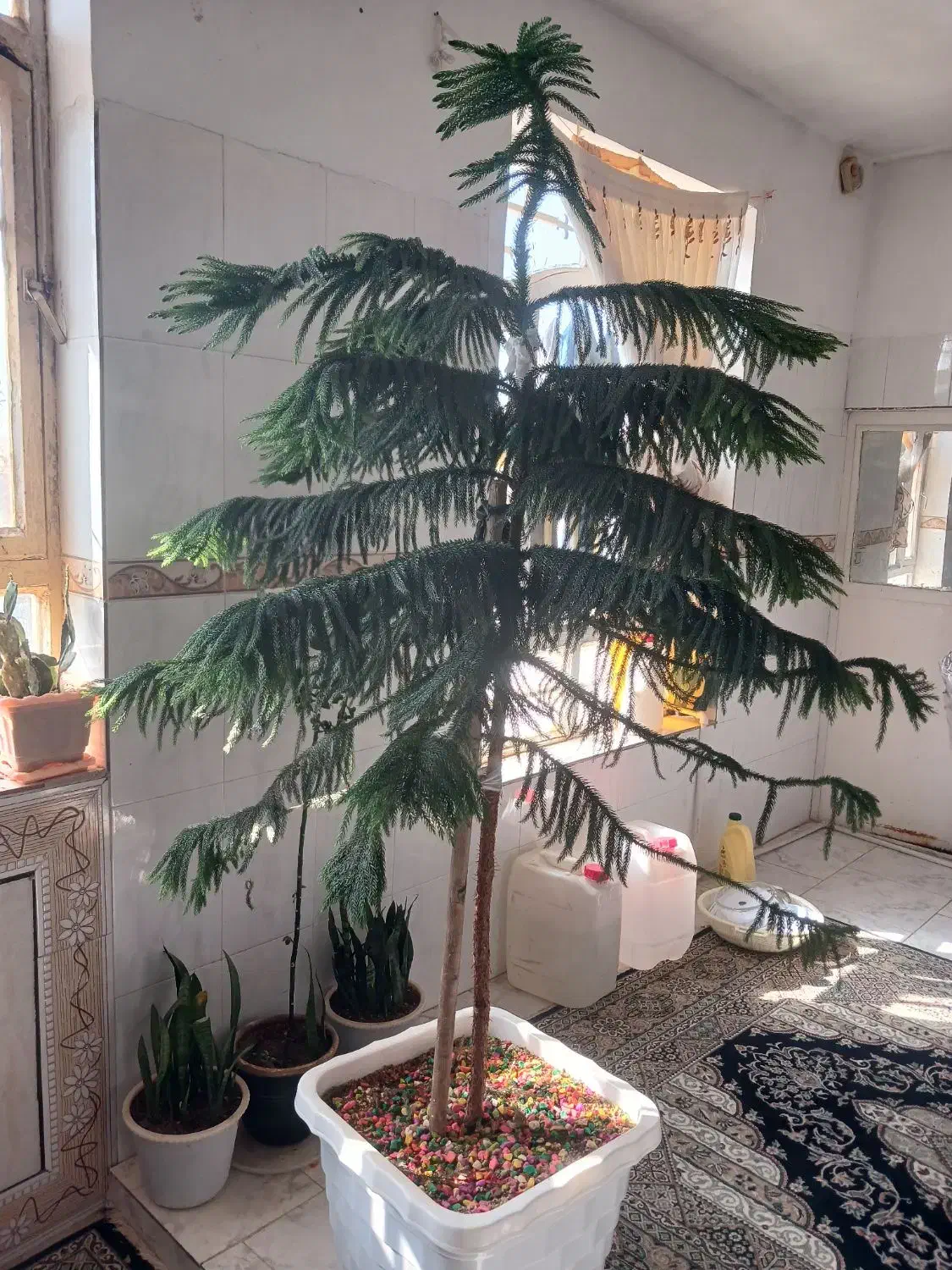 کاج مطبق|گل و گیاه طبیعی|قائن, |دیوار