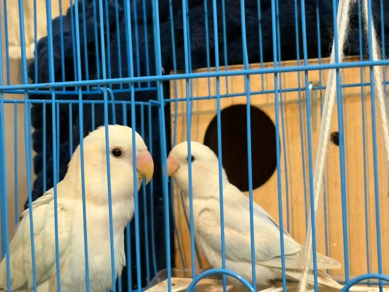 کوتوله برزیلی|پرنده|قشم, |دیوار