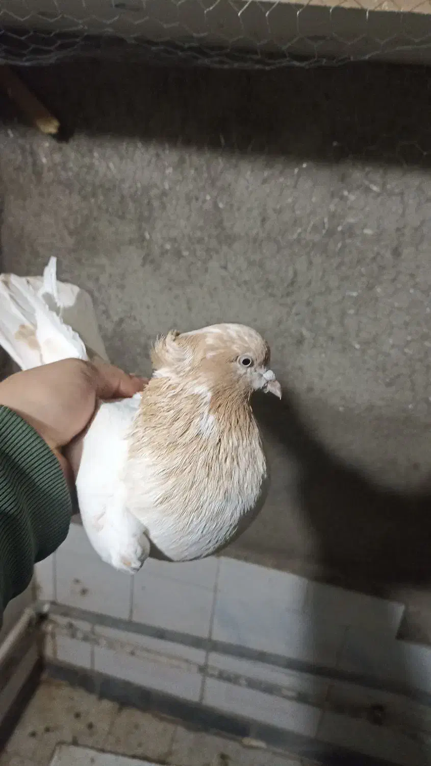 کبوتر|پرنده|اردبیل, |دیوار