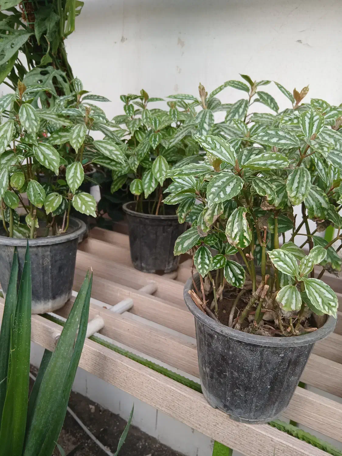 گل پیله آ|گل و گیاه طبیعی|ابهر, |دیوار