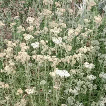 فروش زمین|فروش زمین و ملک کلنگی|پره‌سر, |دیوار