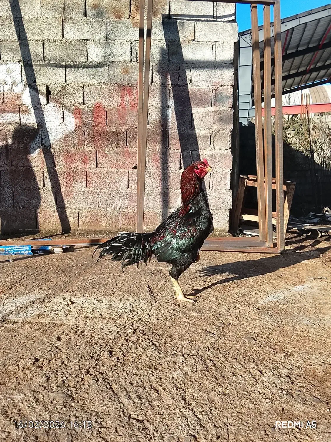 خروس لاری|حیوانات مزرعه|رشت, حومه رشت|دیوار