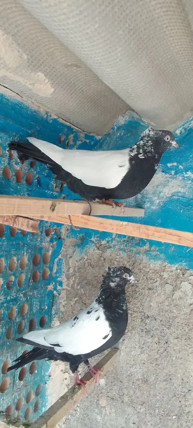 کبوترزینتی|پرنده|خاوران, |دیوار