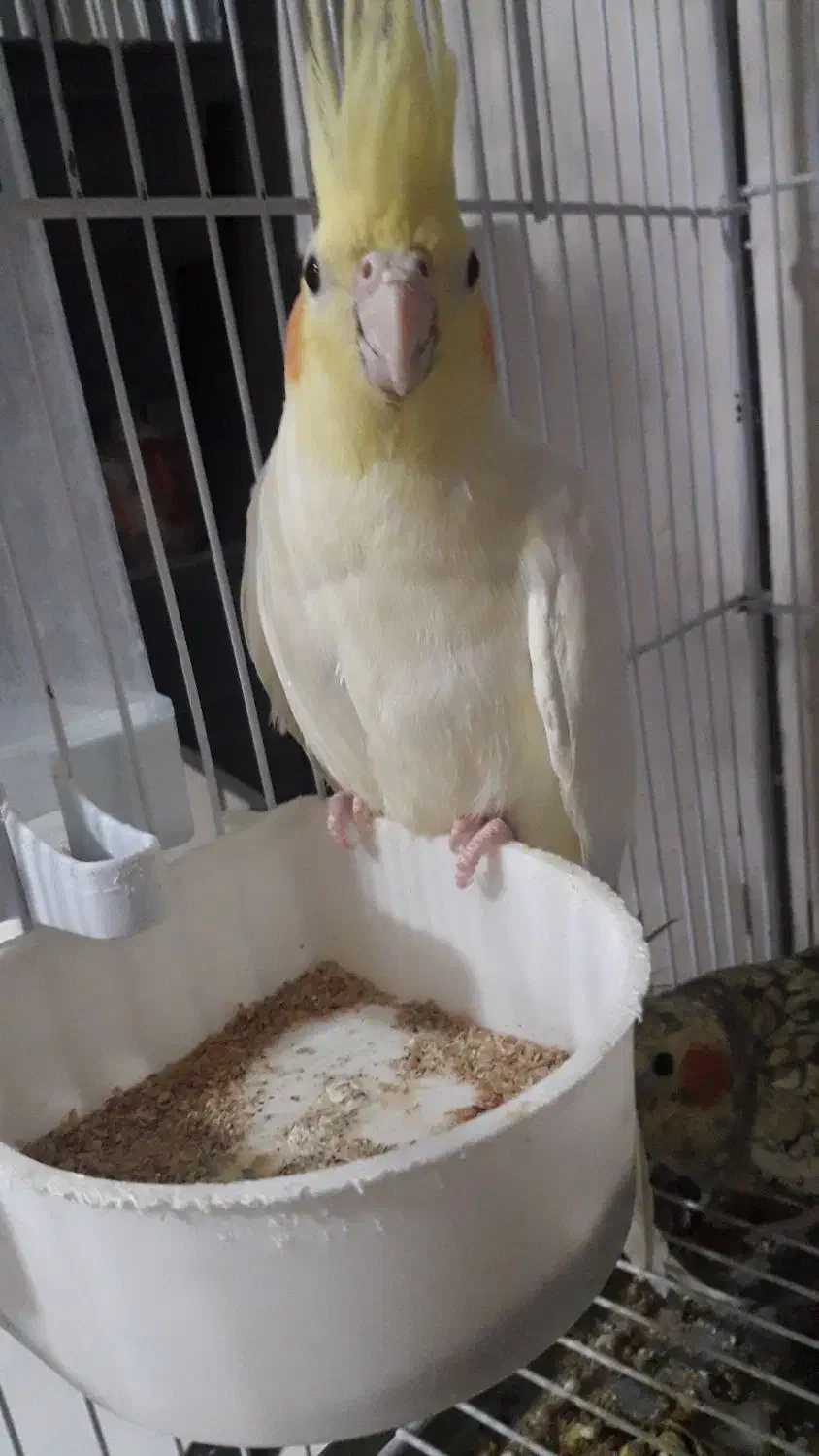 فروش عروس|پرنده|لار, |دیوار