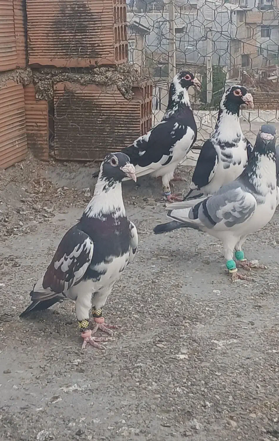 کبوتر پرشی|پرنده|آزادشهر, |دیوار