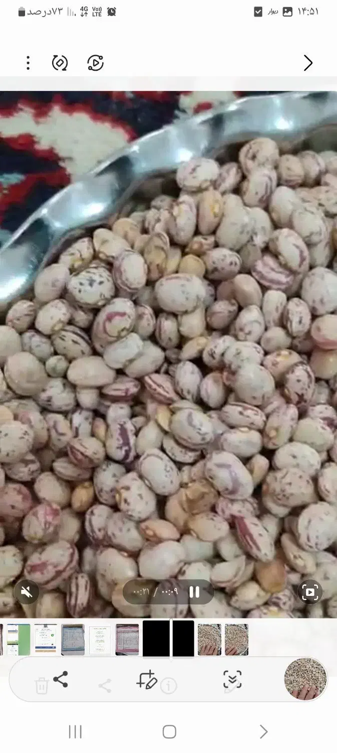 لوبیا چیتی|خوردنی و آشامیدنی|تهران, دانشگاه شریف|دیوار