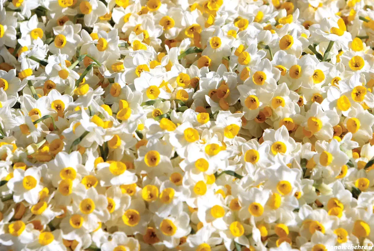 گل نرگس|گل و گیاه طبیعی|لواسان, |دیوار