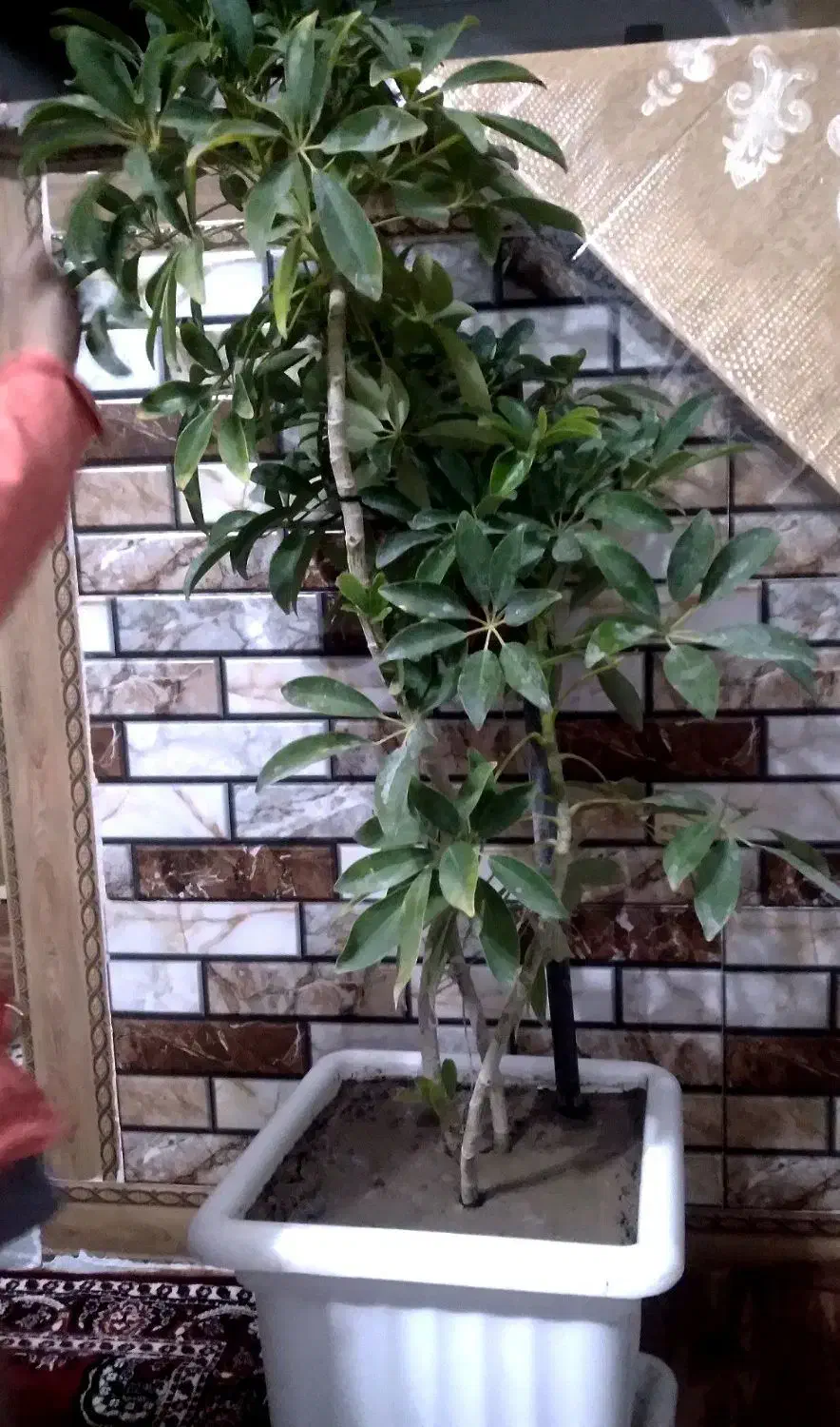 گل پنج انگشتی|گل و گیاه طبیعی|بناب, |دیوار