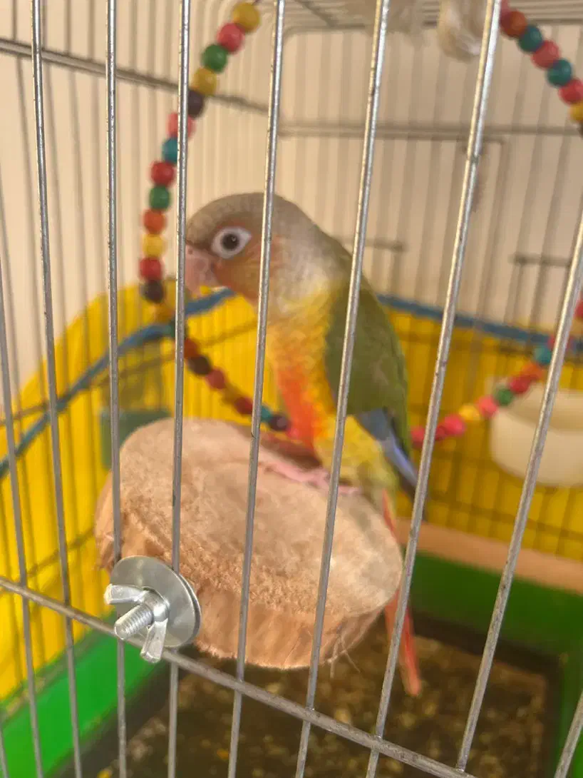 طوطی گرینچک۲ماه|پرنده|مسجد سلیمان, |دیوار