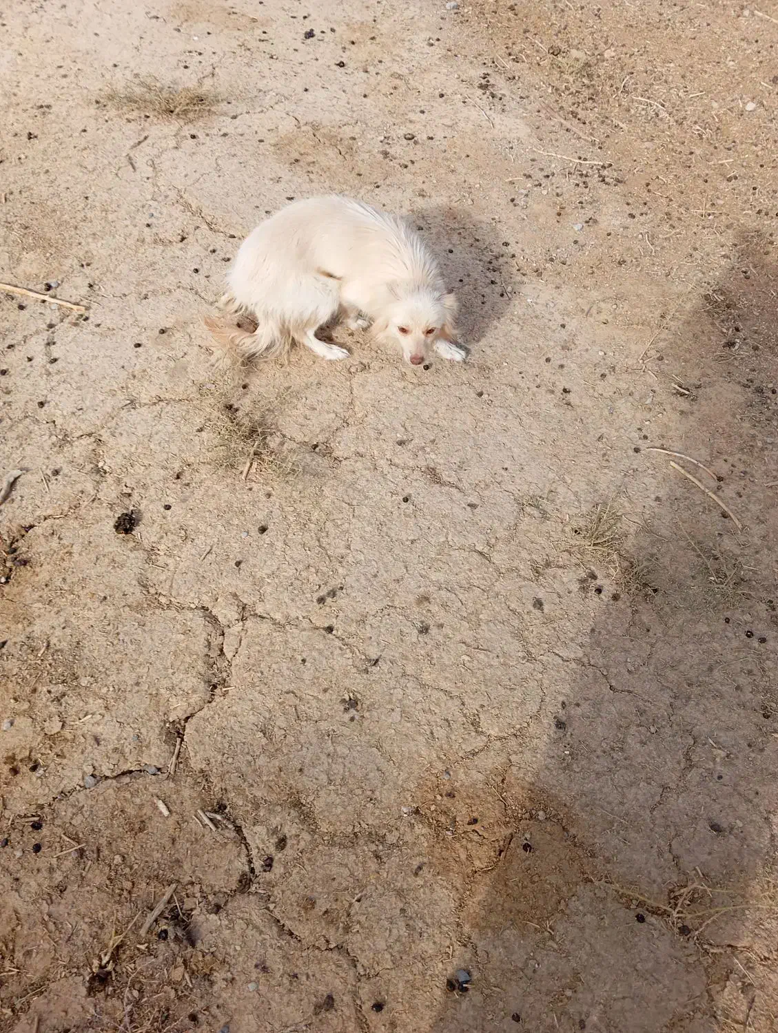 فروش سگخانگی|سگ|ابرکوه, |دیوار