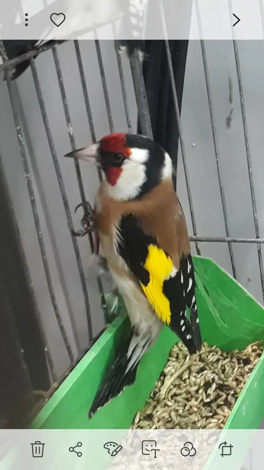 سهره دهندار|پرنده|بروجرد, |دیوار