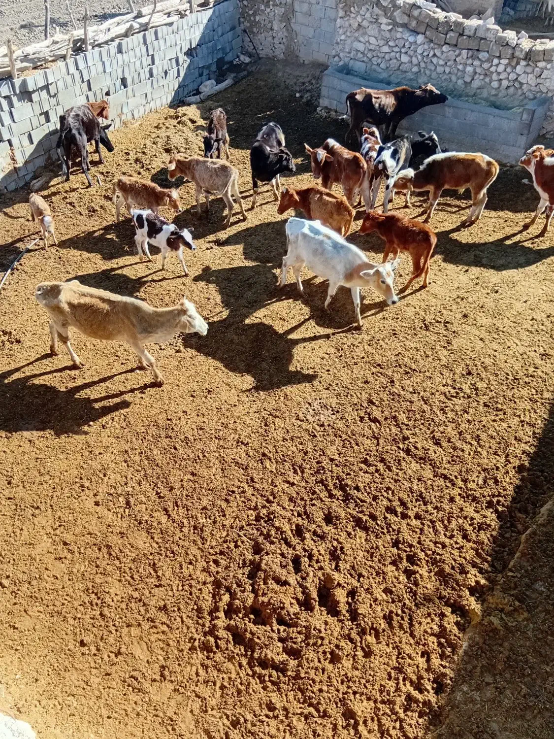 گله گاو و گوساله|حیوانات مزرعه|قم, بکایی|دیوار