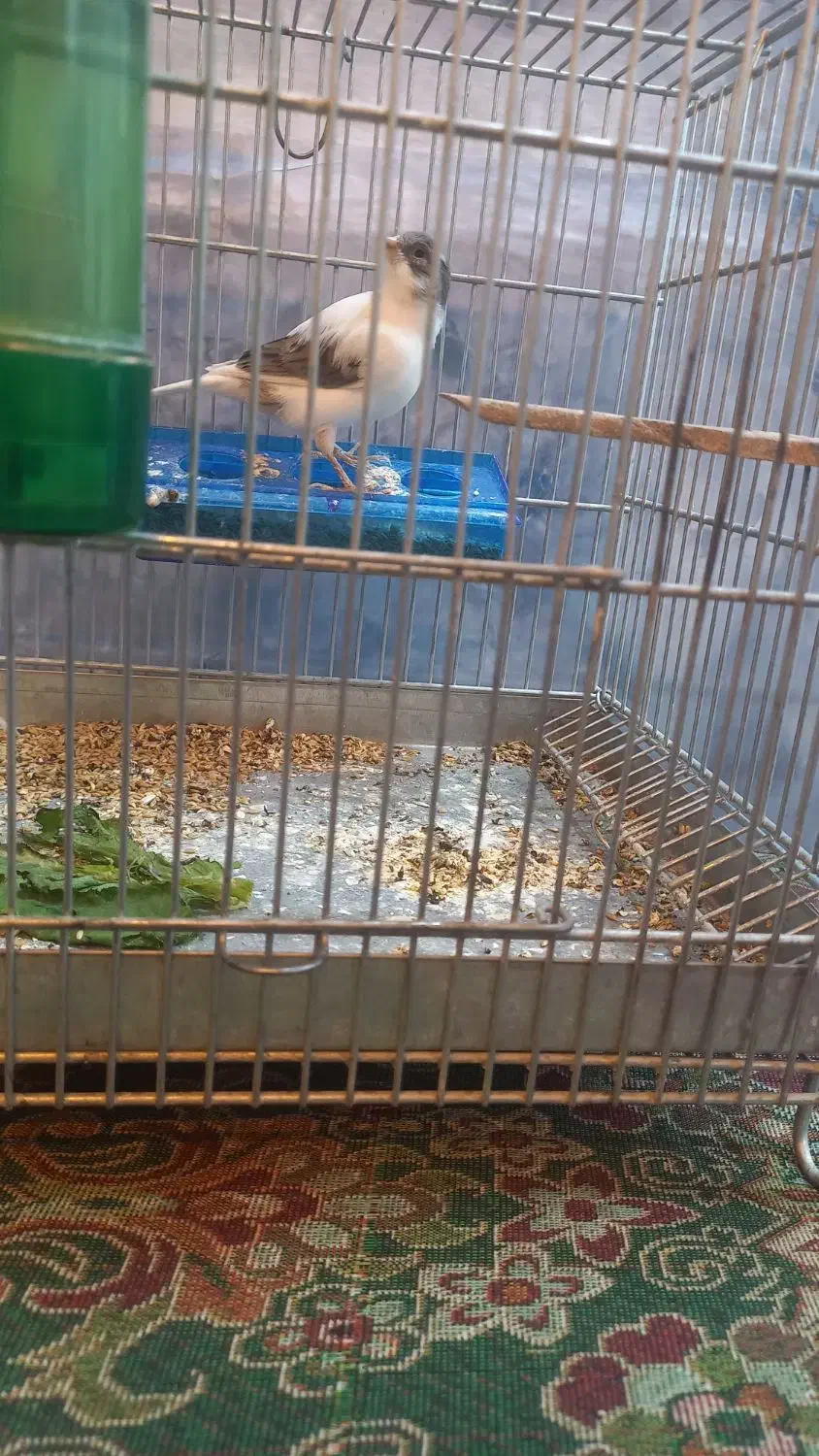 قناری نر|پرنده|وزینه, |دیوار