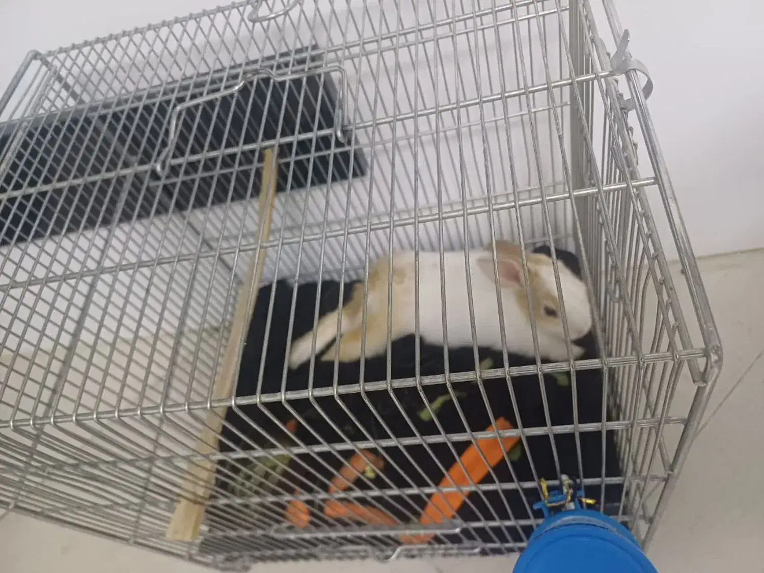 خرگوش|موش و خرگوش|پاکدشت, پاکدشت (مامازند)|دیوار