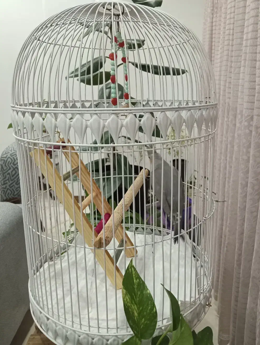 عروس هلندی|پرنده|صباشهر, |دیوار