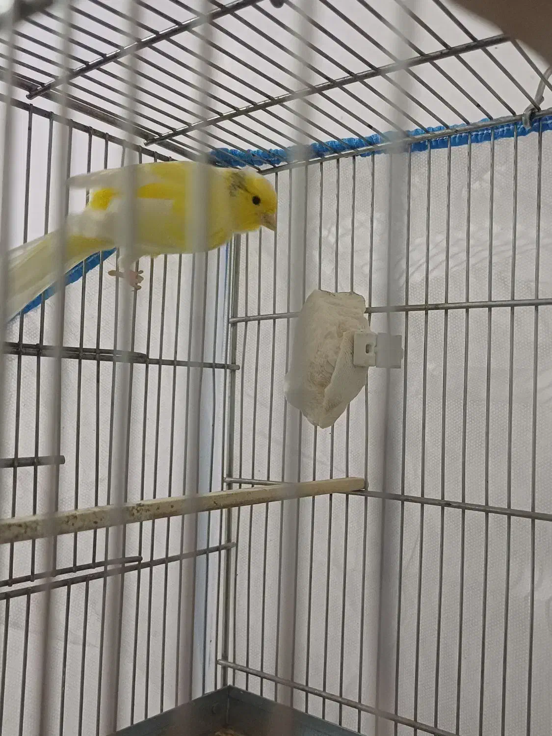 قناری معاوضه با عروس یا مرغ عشق|پرنده|کوهدشت, |دیوار