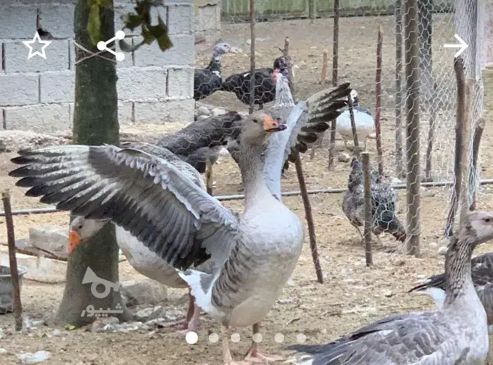 غاز و بوقلمون میفروشم|حیوانات مزرعه|زرگرشهر, |دیوار